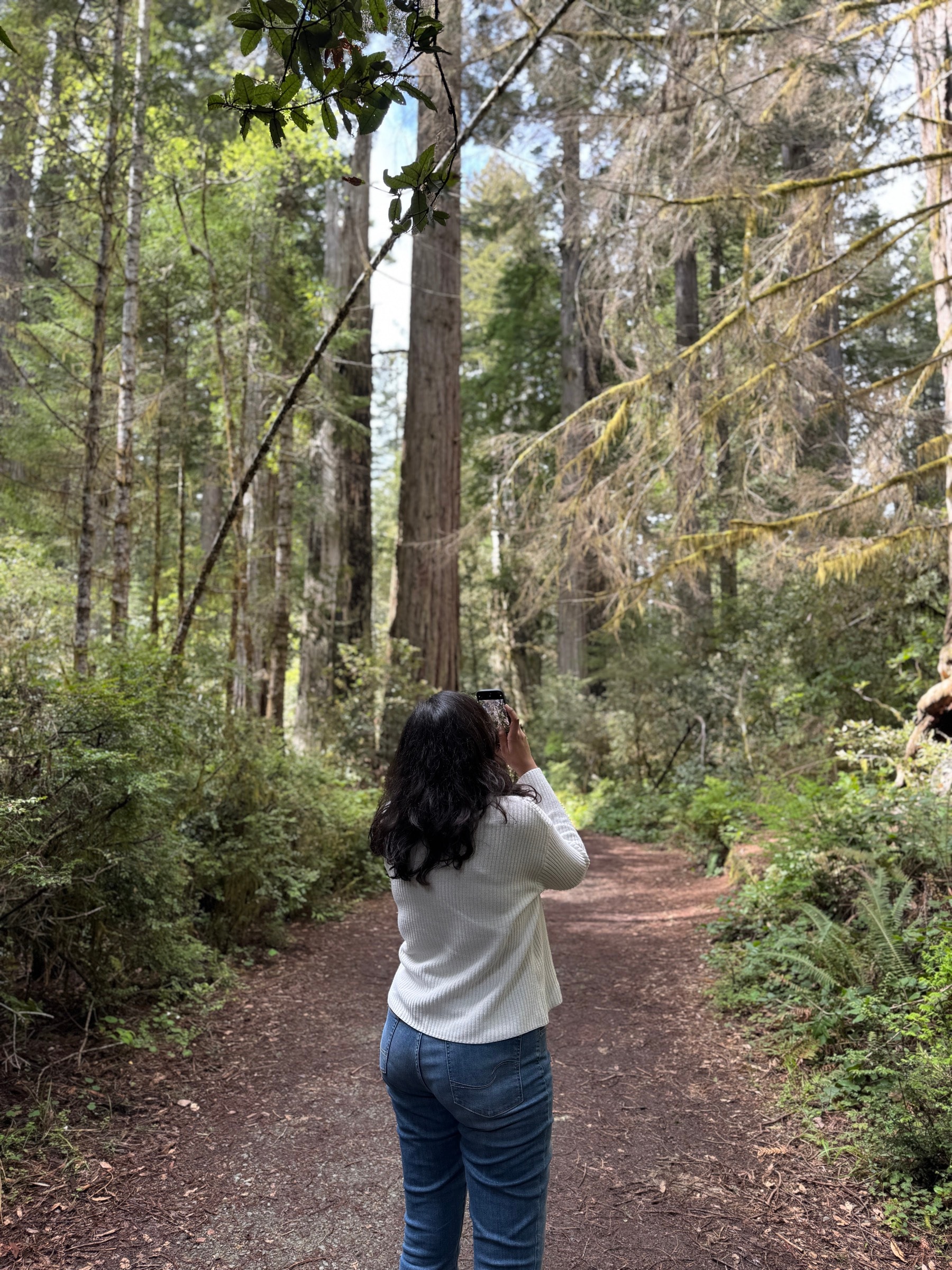 Redwoods National Park.