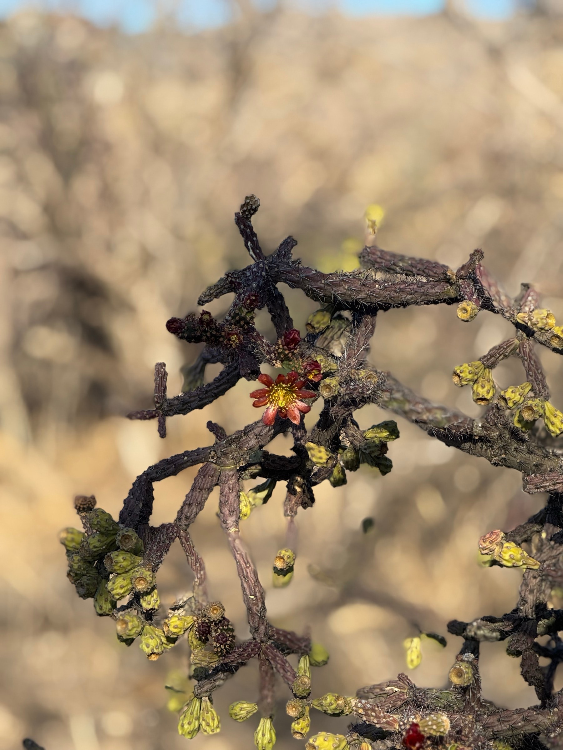 Saguaro National Park.